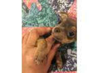 Chorkie Puppy for sale in Forest City, NC, USA
