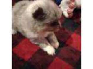 Pomeranian Puppy for sale in Roscommon, MI, USA