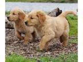 Golden Retriever Puppy for sale in Rockwall, TX, USA