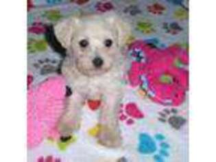 Schnoodle (Standard) Puppy for sale in Tucson, AZ, USA
