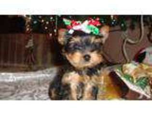 Yorkshire Terrier Puppy for sale in GRAND PRAIRIE, TX, USA
