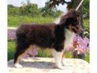 Shetland Sheepdog Puppy for sale in Lowell, OH, USA