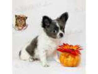 Chihuahua Puppy for sale in Waterloo, IA, USA