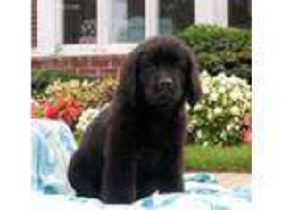 Newfoundland Puppy for sale in New Holland, PA, USA
