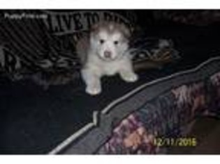 Alaskan Malamute Puppy for sale in Arlington, TX, USA