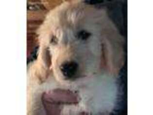 Goldendoodle Puppy for sale in Horton, AL, USA