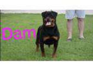 Rottweiler Puppy for sale in Crown Point, IN, USA