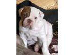 Olde English Bulldogge Puppy for sale in New Sharon, ME, USA