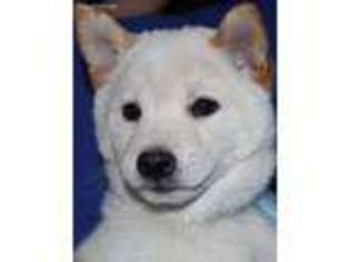 Shiba Inu Puppy for sale in Trego, WI, USA