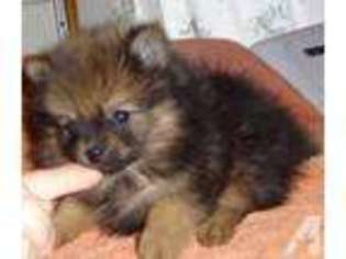Pomeranian Puppy for sale in ANNANDALE, MN, USA