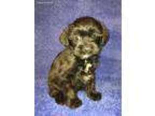 Yorkshire Terrier Puppy for sale in New Philadelphia, OH, USA