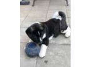 Akita Puppy for sale in Gibsonia, PA, USA