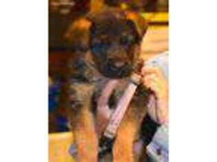German Shepherd Dog Puppy for sale in Neosho, MO, USA