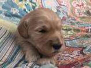 Goldendoodle Puppy for sale in Petersburg, AK, USA