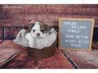 Bulldog Puppy for sale in Middlebury, IN, USA