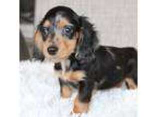 Dachshund Puppy for sale in Glade Hill, VA, USA