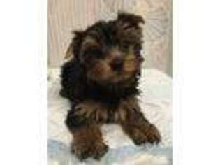 Yorkshire Terrier Puppy for sale in Lake Oswego, OR, USA