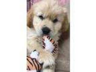 Mutt Puppy for sale in Bahama, NC, USA