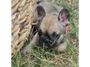 French Bulldog Puppy for sale in Wapanucka, OK, USA