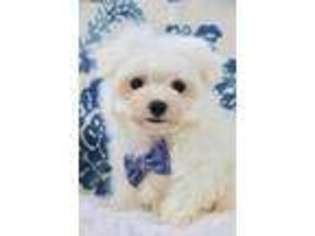 Maltese Puppy for sale in Chouteau, OK, USA