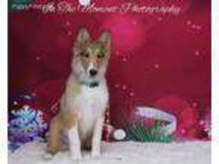 Collie Puppy for sale in Raton, NM, USA