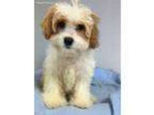 Cavachon Puppy for sale in Long Grove, IL, USA
