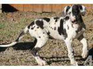 Great Dane Puppy for sale in LEONARD, TX, USA