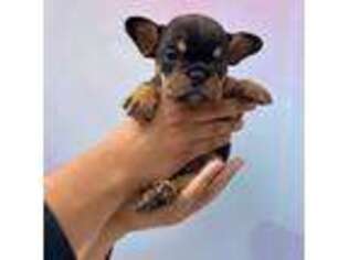 French Bulldog Puppy for sale in Monrovia, CA, USA