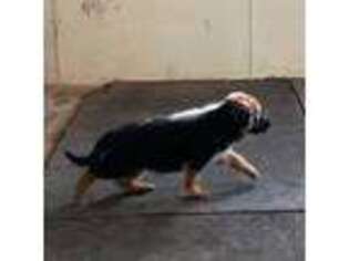 German Shepherd Dog Puppy for sale in Rocky Ridge, MD, USA