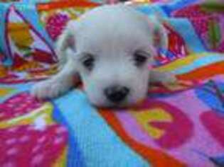 Maltese Puppy for sale in Beaverton, AL, USA