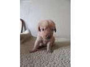 Labrador Retriever Puppy for sale in Saint Francis, MN, USA