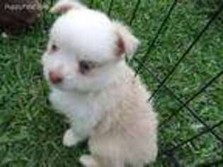 Miniature Australian Shepherd Puppy for sale in Fort Lawn, SC, USA