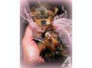 Yorkshire Terrier Puppy for sale in LANETT, AL, USA