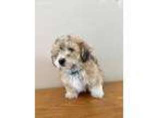 Havanese Puppy for sale in Bozeman, MT, USA