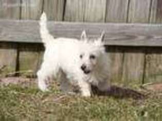 West Highland White Terrier Puppy for sale in Union Bridge, MD, USA