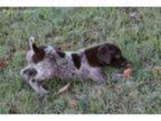 German Shorthaired Pointer Puppy for sale in Brooksville, MS, USA