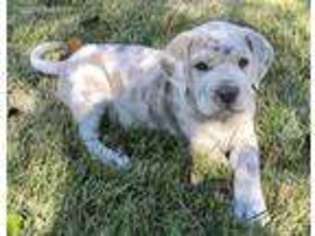 Neapolitan Mastiff Puppy for sale in Salem, MO, USA