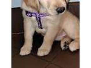 Golden Retriever Puppy for sale in New Haven, CT, USA