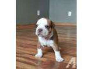 Olde English Bulldogge Puppy for sale in STANCHFIELD, MN, USA