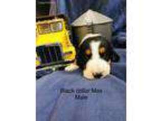 Basset Hound Puppy for sale in Ireton, IA, USA