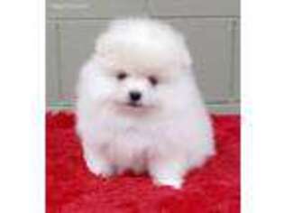 Pomeranian Puppy for sale in San Luis Obispo, CA, USA