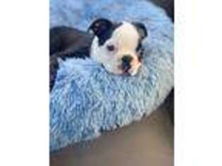 Boston Terrier Puppy for sale in Allentown, PA, USA