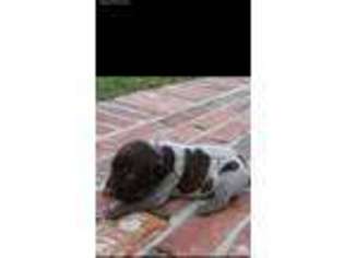 German Shorthaired Pointer Puppy for sale in Ferriday, LA, USA
