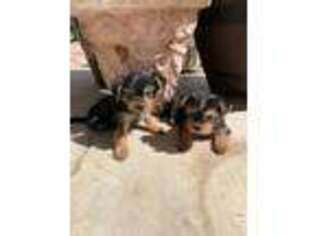 Yorkshire Terrier Puppy for sale in Hesperia, CA, USA