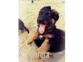 German Shepherd Dog Puppy for sale in Odessa, TX, USA
