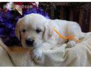 Mutt Puppy for sale in New Bethlehem, PA, USA