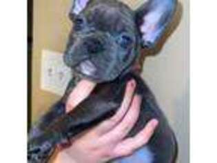 French Bulldog Puppy for sale in Jeannette, PA, USA