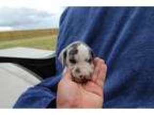 Great Dane Puppy for sale in Yukon, OK, USA