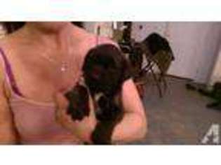 Mastiff Puppy for sale in ENUMCLAW, WA, USA