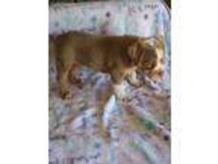 Olde English Bulldogge Puppy for sale in Dallas, TX, USA